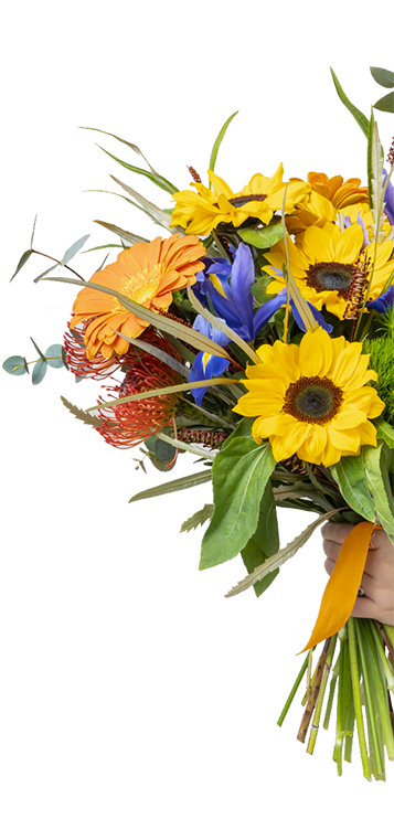 girasoli
