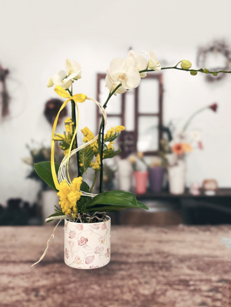 OrchideaBianca2_48euro