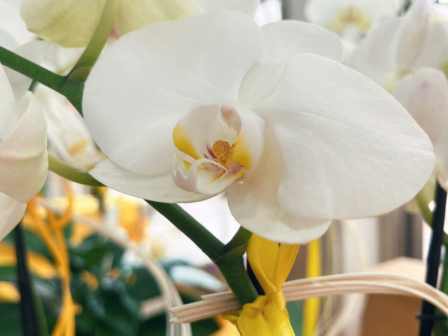 OrchideaBianca_48euro