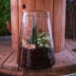 terrarium artigianale con piante grasse