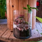 terrarium artigianale con piante grasse