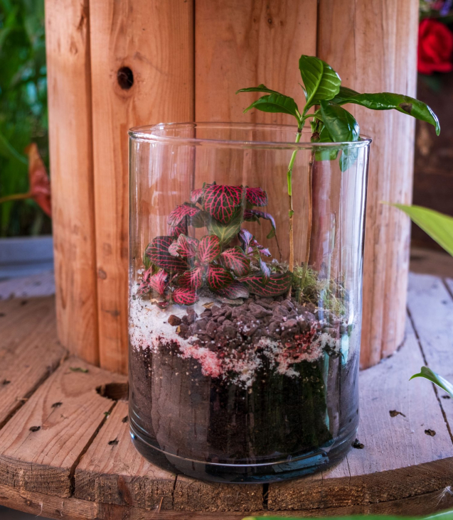 terrarium artigianale con piante grasse