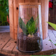 terrarium artigianale con piante grasse