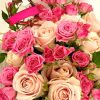 Roelline rosa