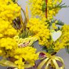 Mimosa in vasi di vetro colorati