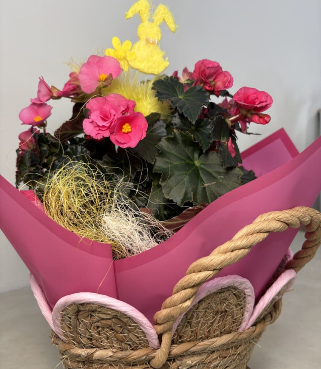 Begonia Pasquale (1)