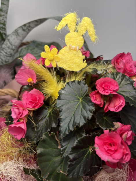 Begonia Pasquale (2)