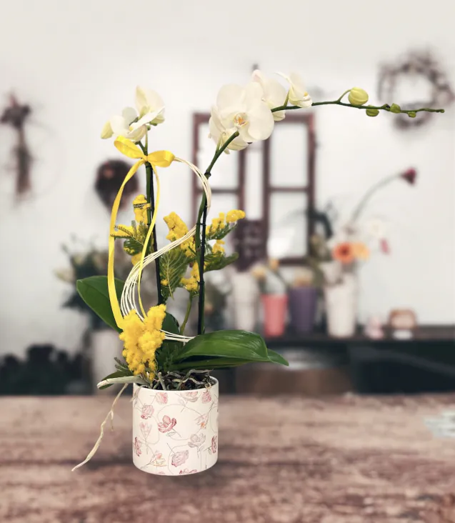 OrchideaBianca2_48euro