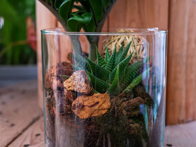 terrarium artigianale con piante grasse