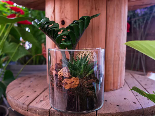 terrarium artigianale con piante grasse