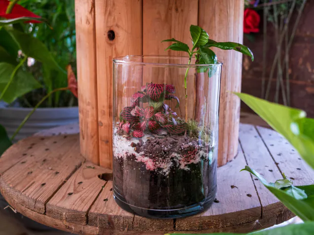 terrarium artigianale con piante grasse