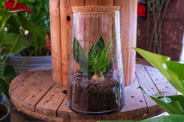 terrarium artigianale con piante grasse