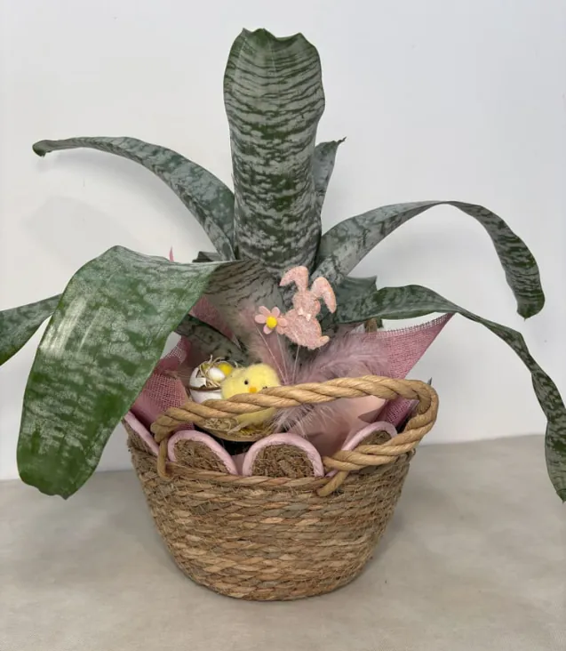 Acmea Pasquale (1)