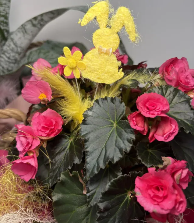 Begonia Pasquale (2)